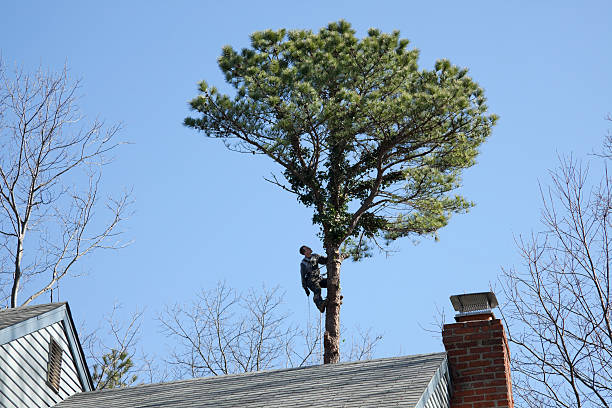 Professional Tree Removal Services in Des Moines, WA